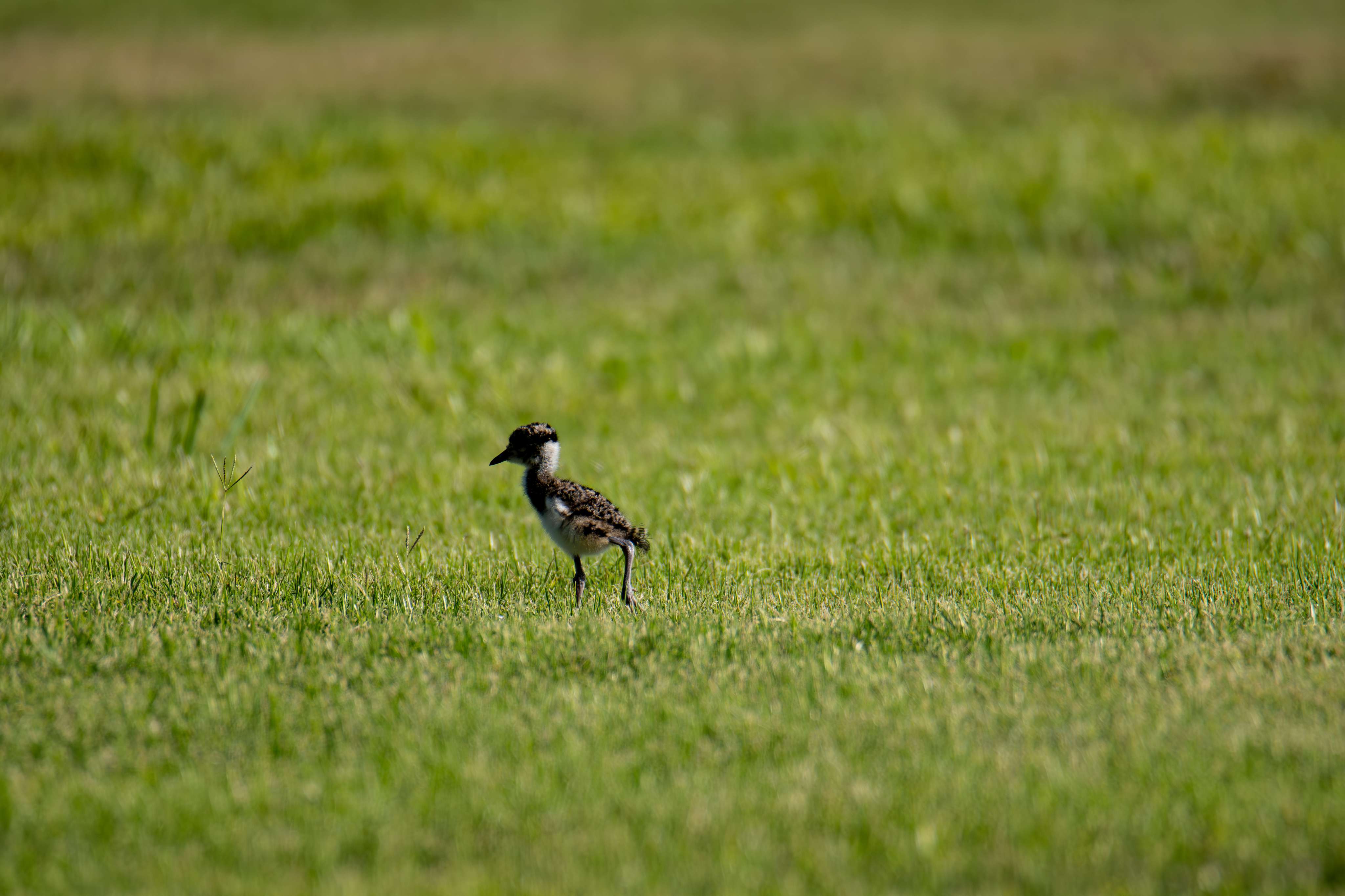 Photo 42